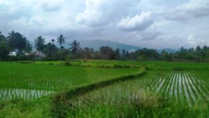 lahan